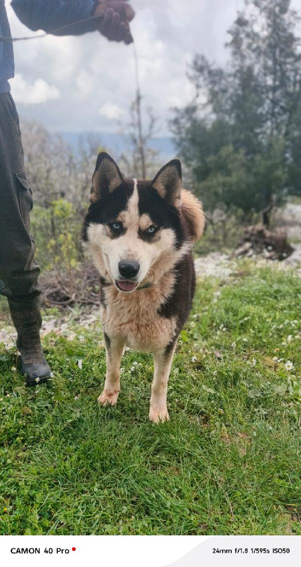 Simba, splendido simil Malamute dagli occhi color cielo Foto 2